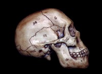 藏品(脊椎動物頭部演化)的圖片